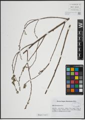 Foto von Salix atrocinerea Brot.